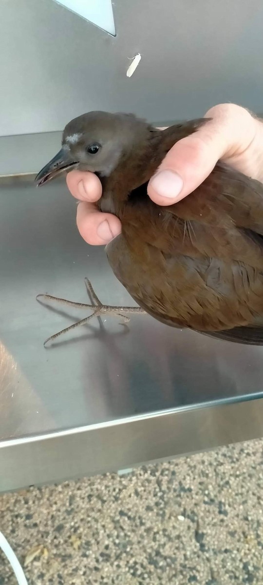 Pale-vented Bush-hen - ML651113553