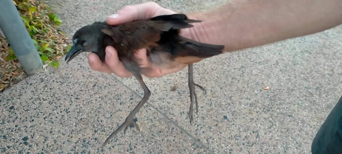 Pale-vented Bush-hen - ML651113554