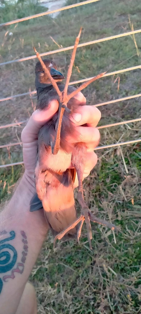 Pale-vented Bush-hen - ML651113555