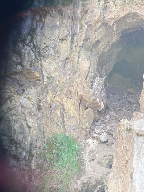 アメリカワシミミズク - ML651113562