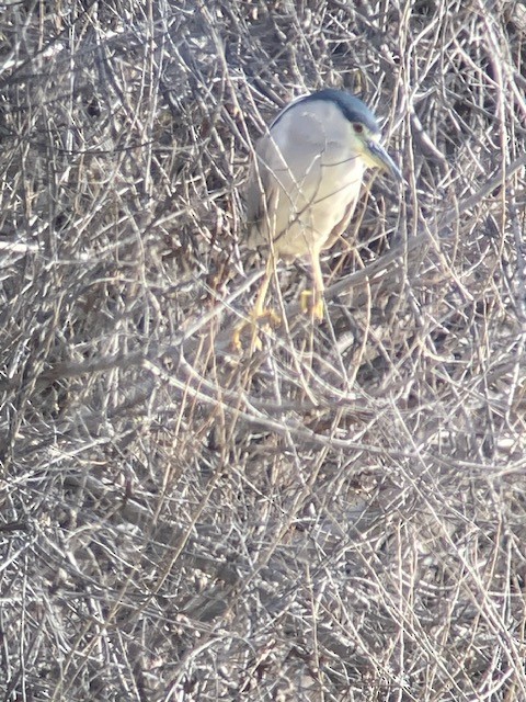 ゴイサギ - ML651113656