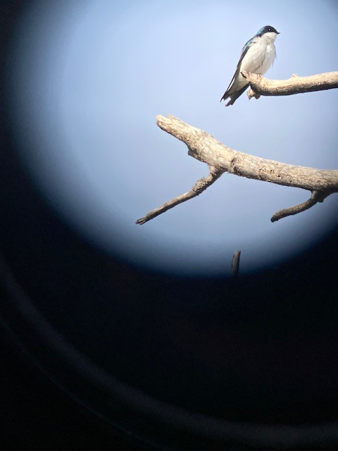 ミドリツバメ - ML651113680