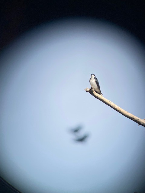 ミドリツバメ - ML651113694