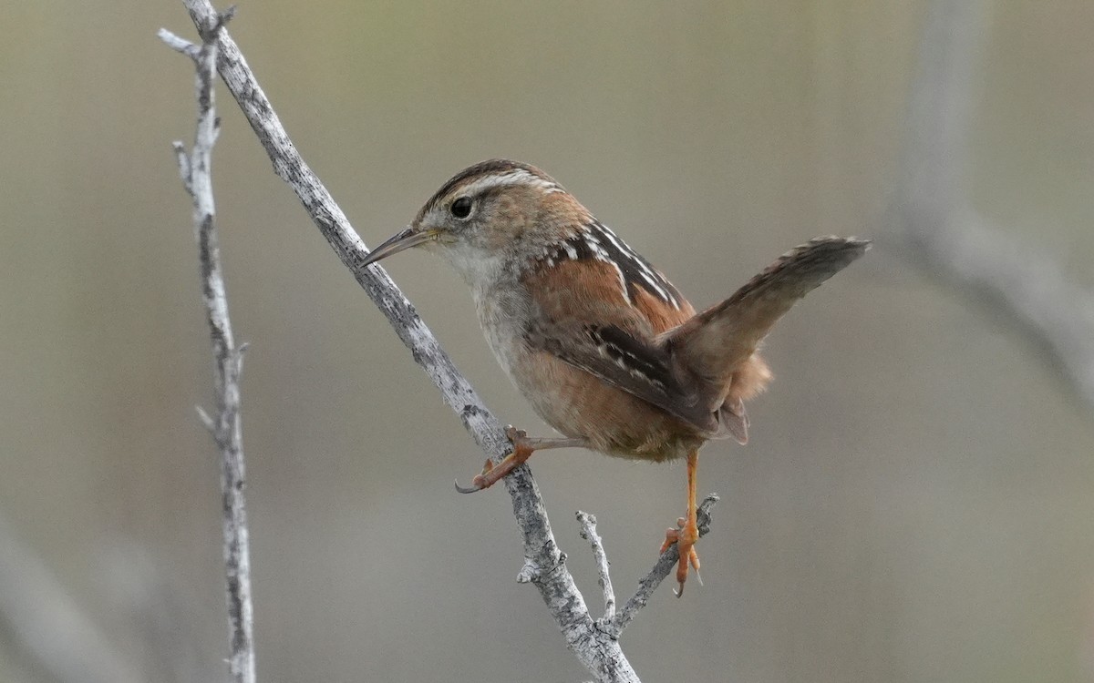 Marsh Wren - ML651113728