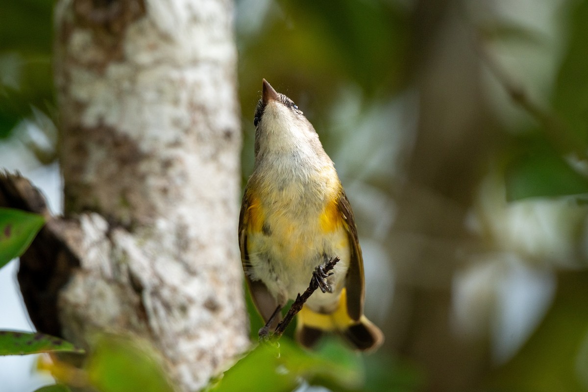 Горихвостковая древесница - ML651113750