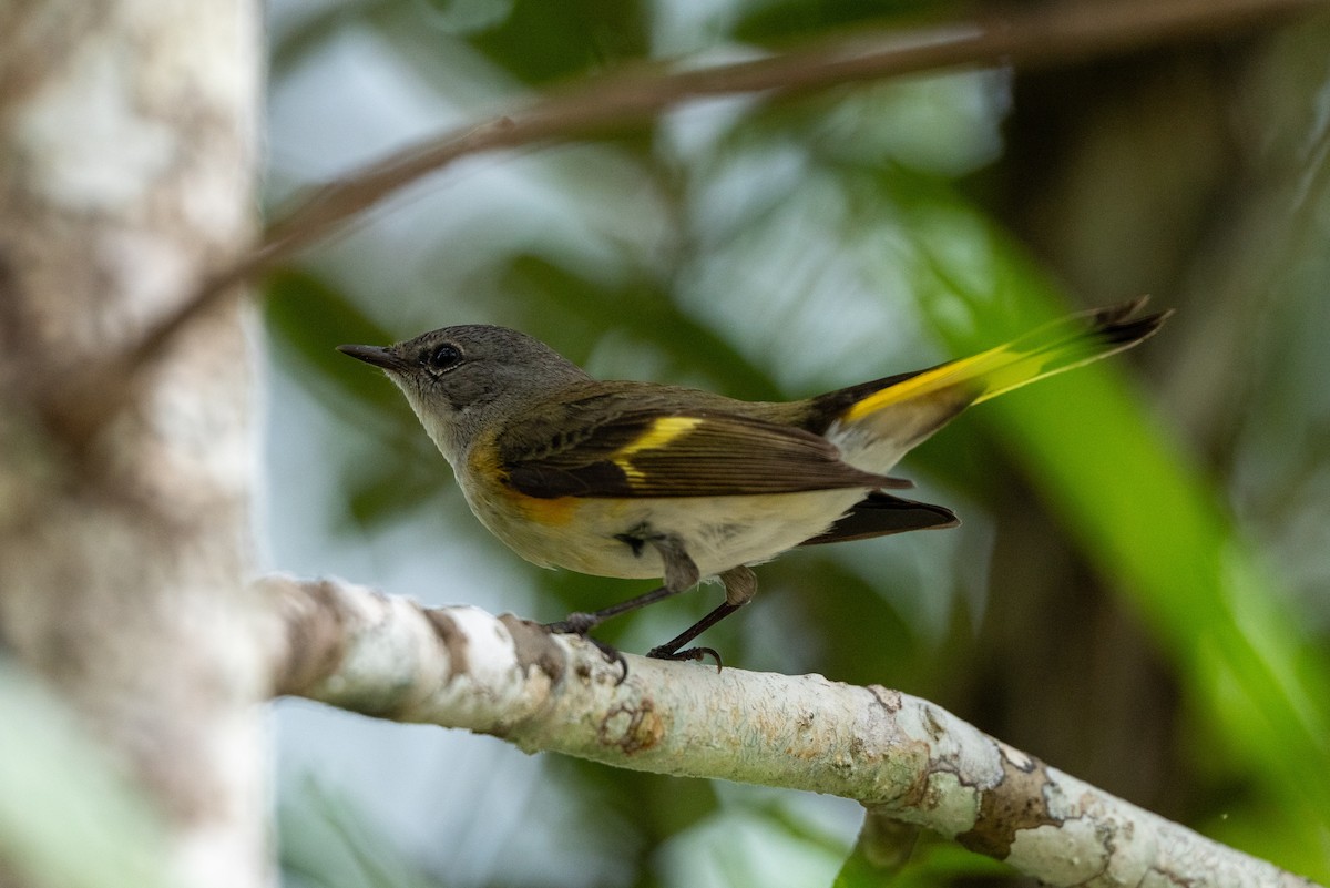 Горихвостковая древесница - ML651113751