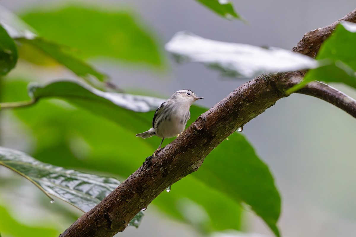 סבכון עקוד - ML651113784