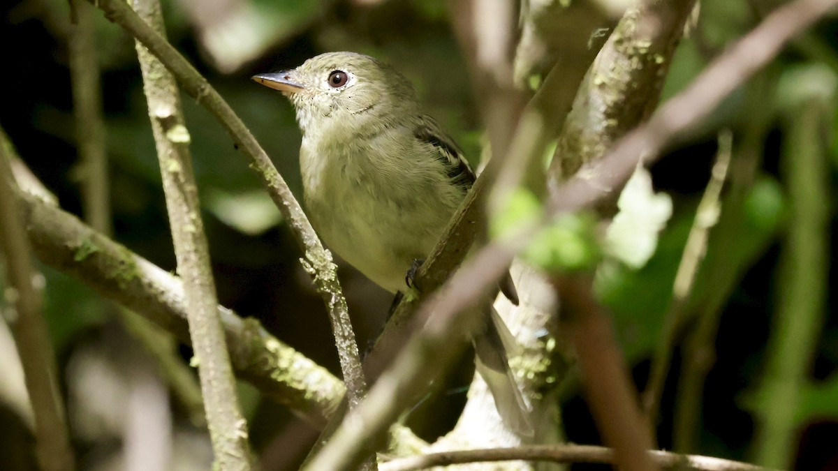 Sarı Karınlı Boreal Sinekkapan - ML651113853