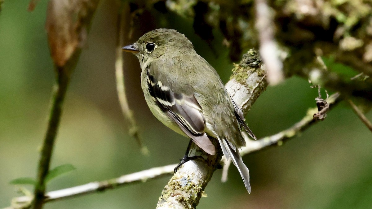 Sarı Karınlı Boreal Sinekkapan - ML651113926