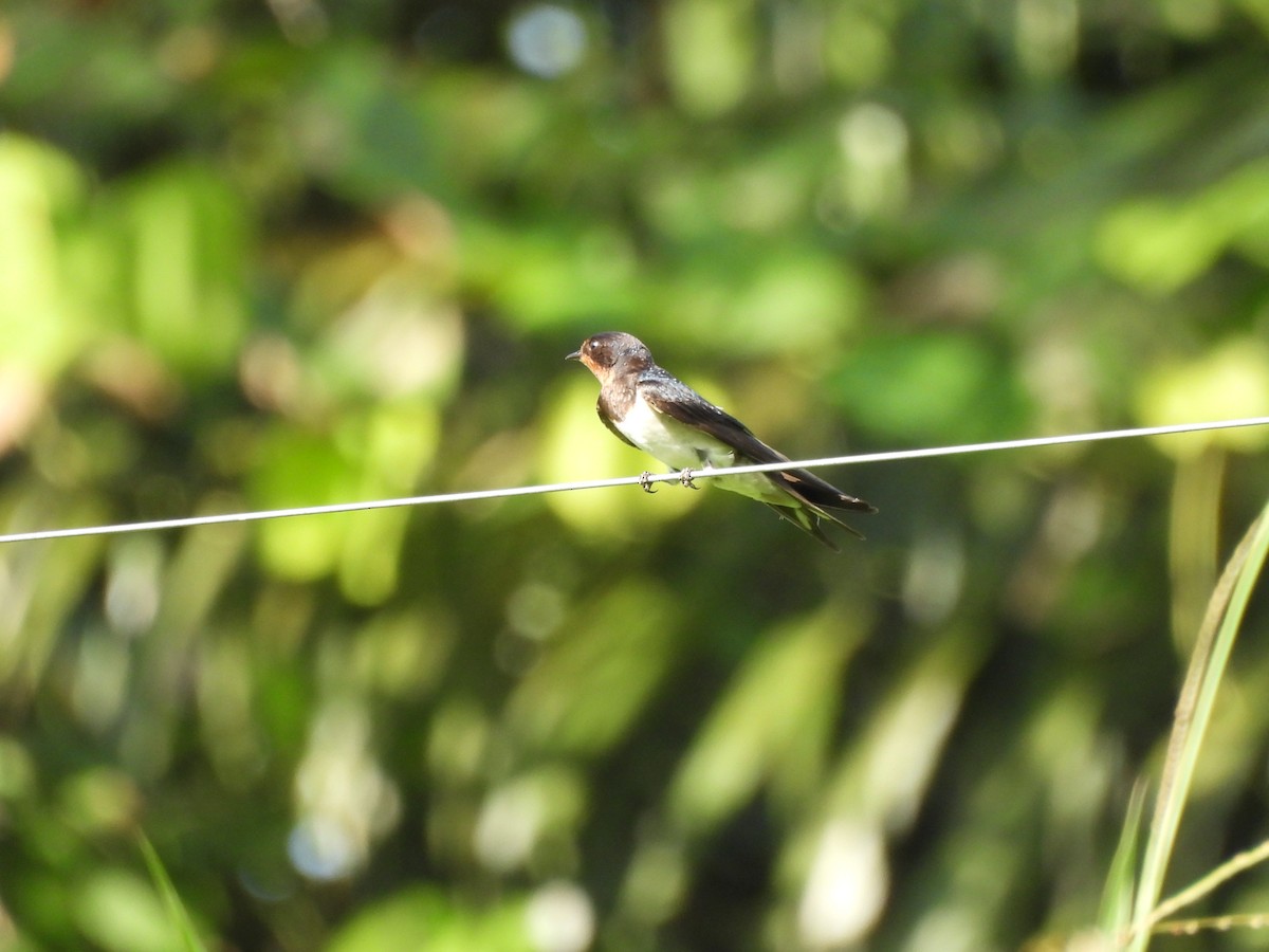 låvesvale - ML651113970