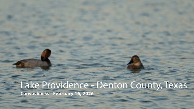 Canvasback - ML651114552