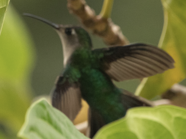 mexicosabelvinge - ML651115385