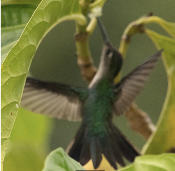 mexicosabelvinge - ML651115390