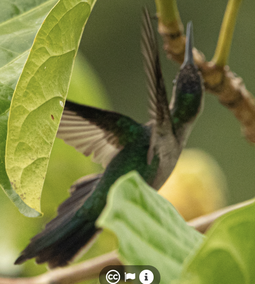 mexicosabelvinge - ML651115392