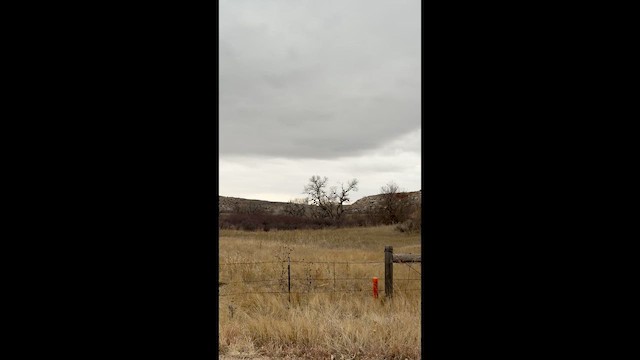 アメリカワシミミズク - ML651116216