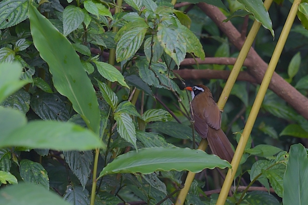 Brown-crowned Scimitar-Babbler (albogularis Group) - ML651116417
