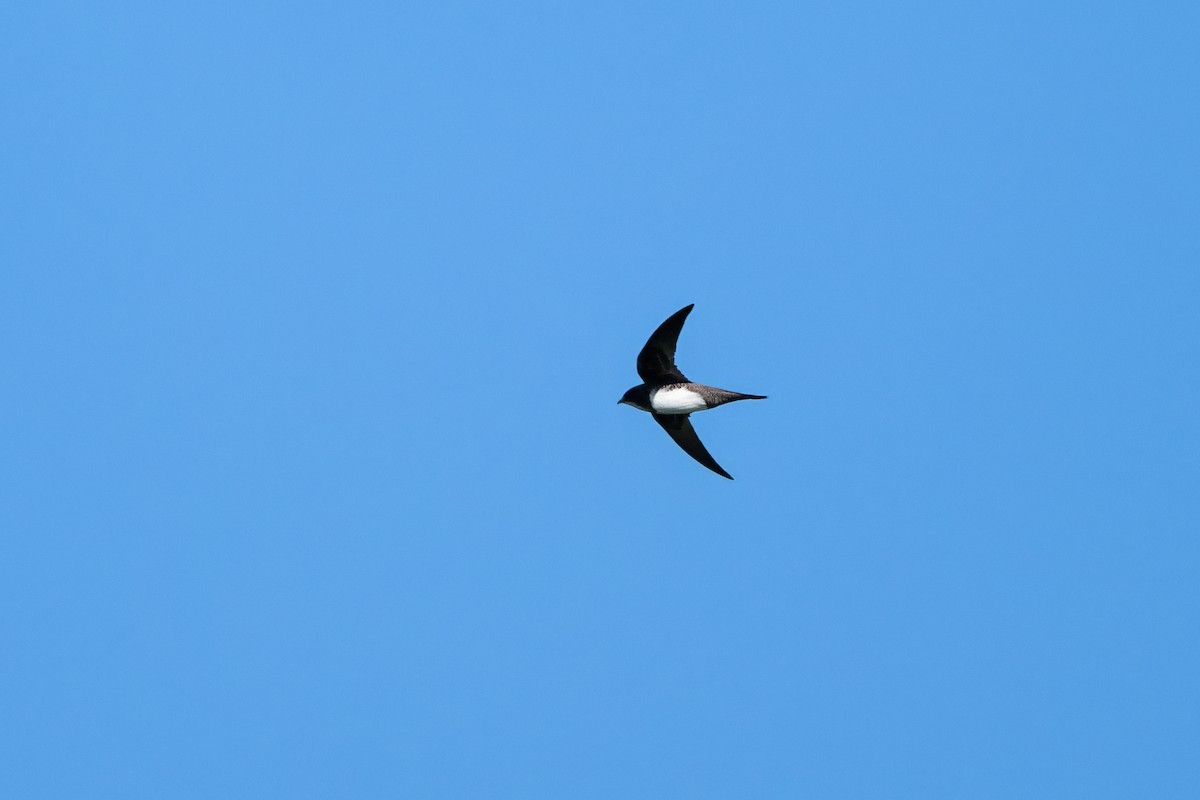 Alpine Swift - ML651117076