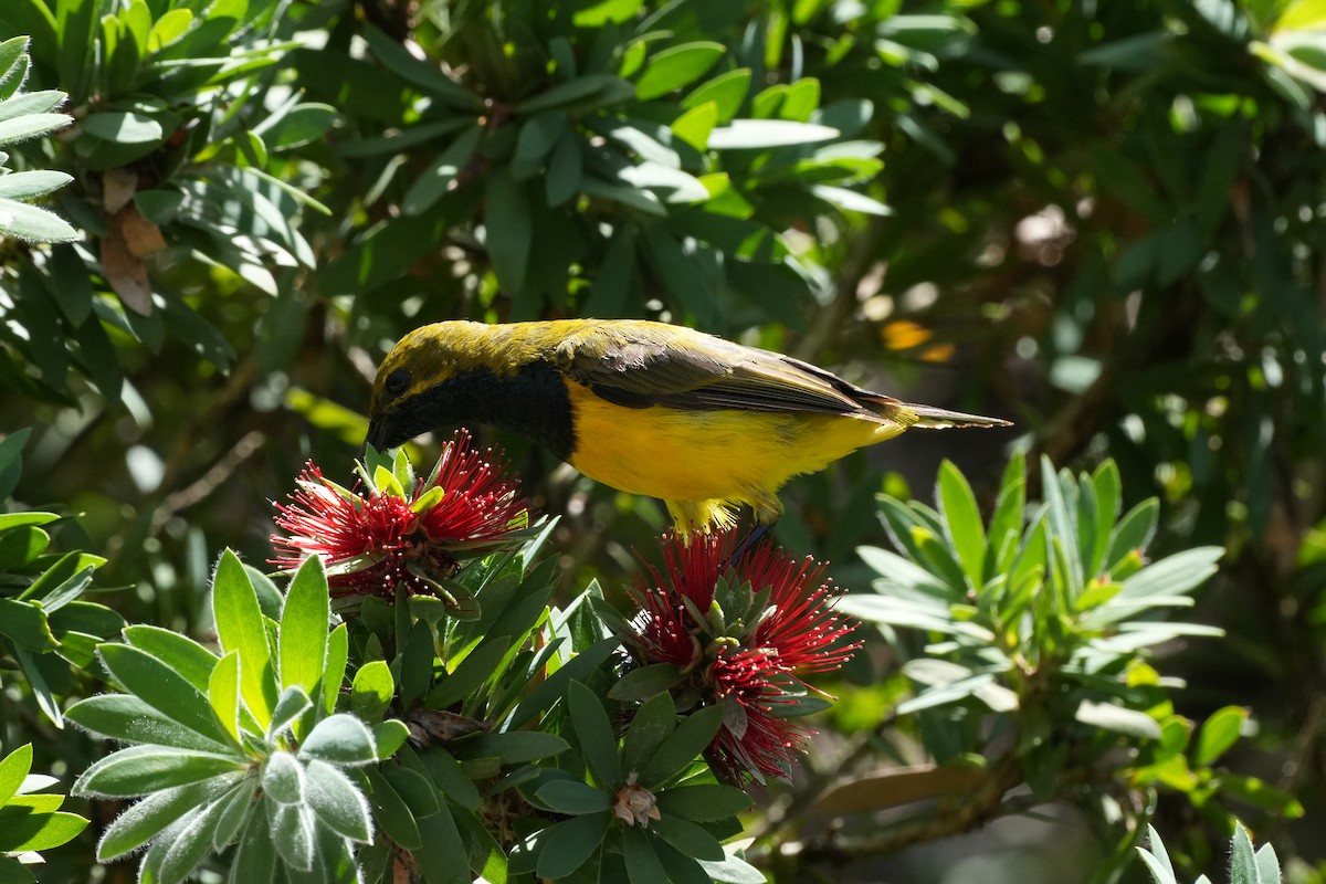 Sahul Sunbird - ML651117438