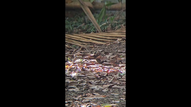 Bergeronnette de forêt - ML651117782