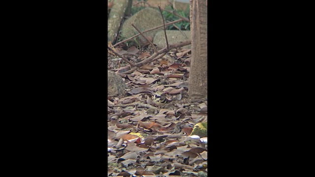 Bergeronnette de forêt - ML651117802