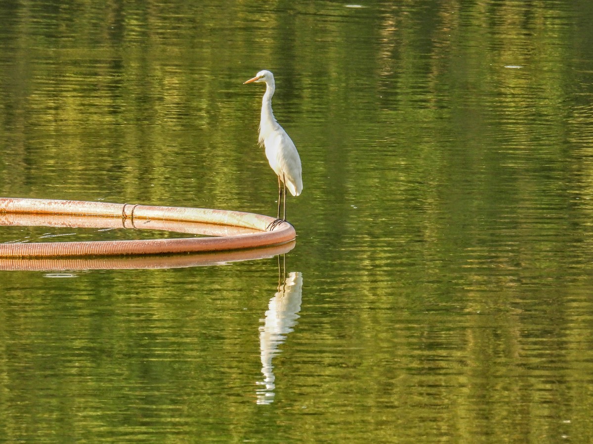 Medium Egret - ML651117899