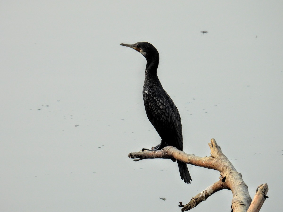 Indian Cormorant - ML651117909