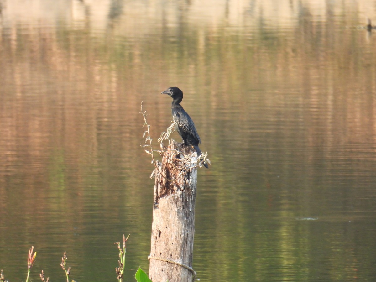 Little Cormorant - ML651117914