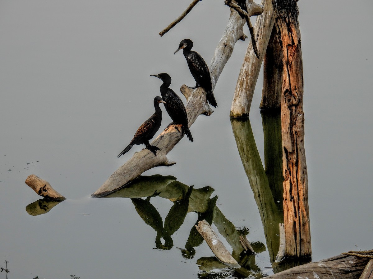 Indian Cormorant - ML651117916