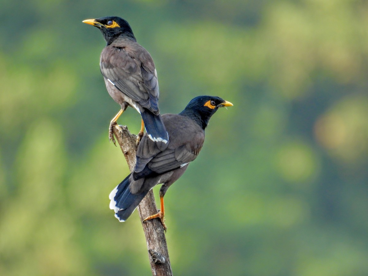 Common Myna - ML651117917