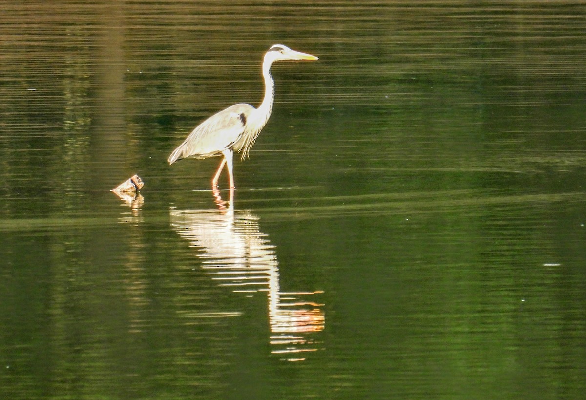 Medium Egret - ML651117920