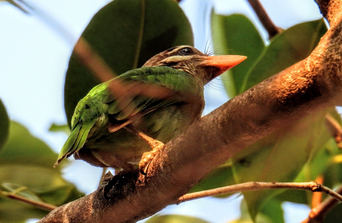 White-cheeked Barbet - ML651117930