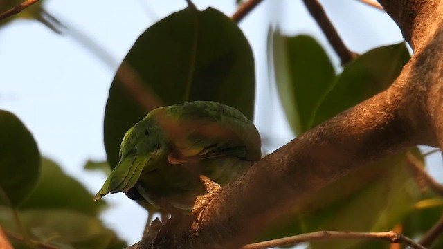 White-cheeked Barbet - ML651117931
