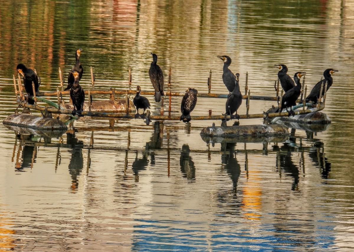 Great Cormorant - ML651117946