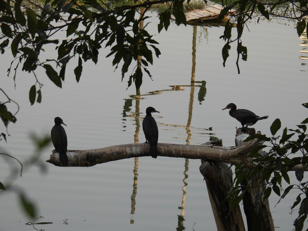 Great Cormorant - ML651117947