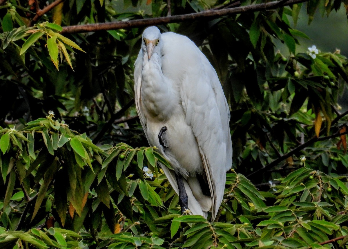 Great Egret - ML651117960