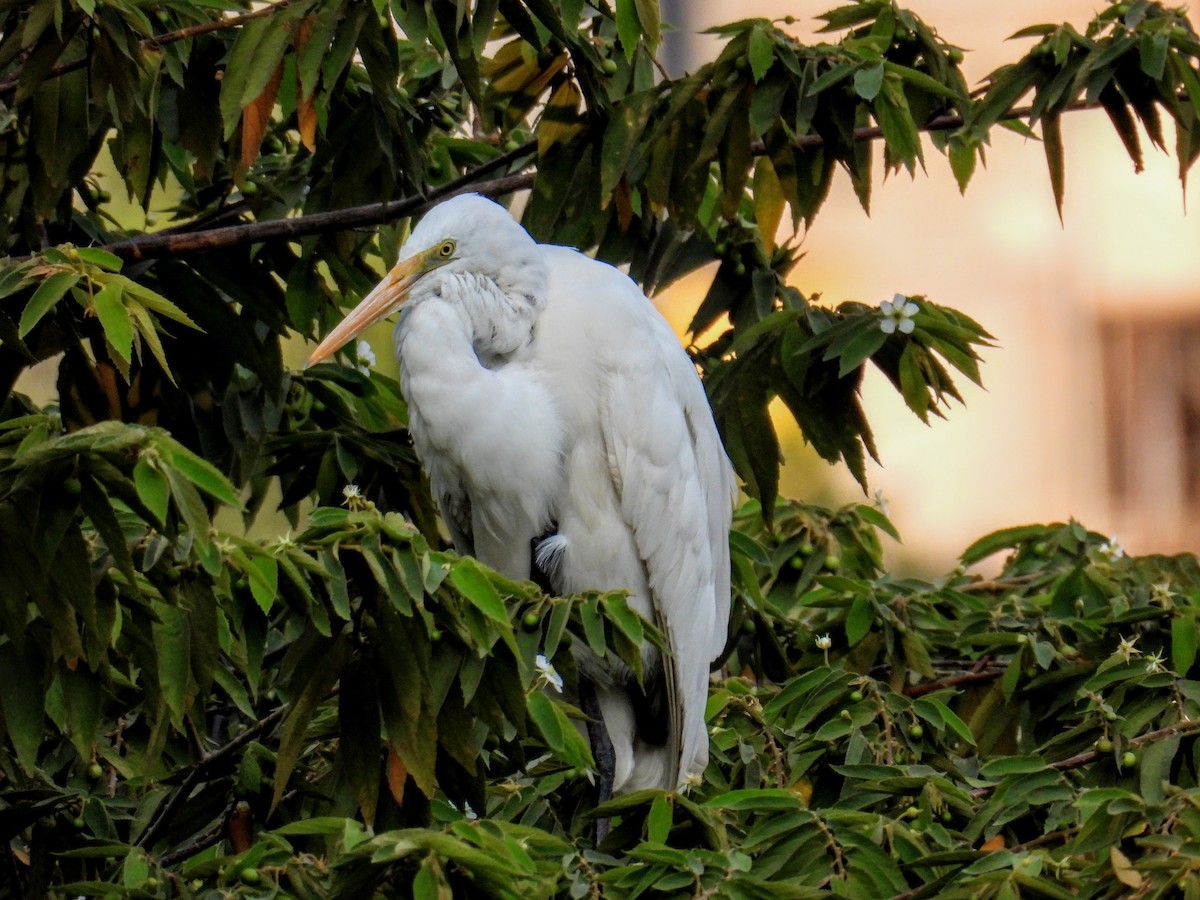 Great Egret - ML651117961