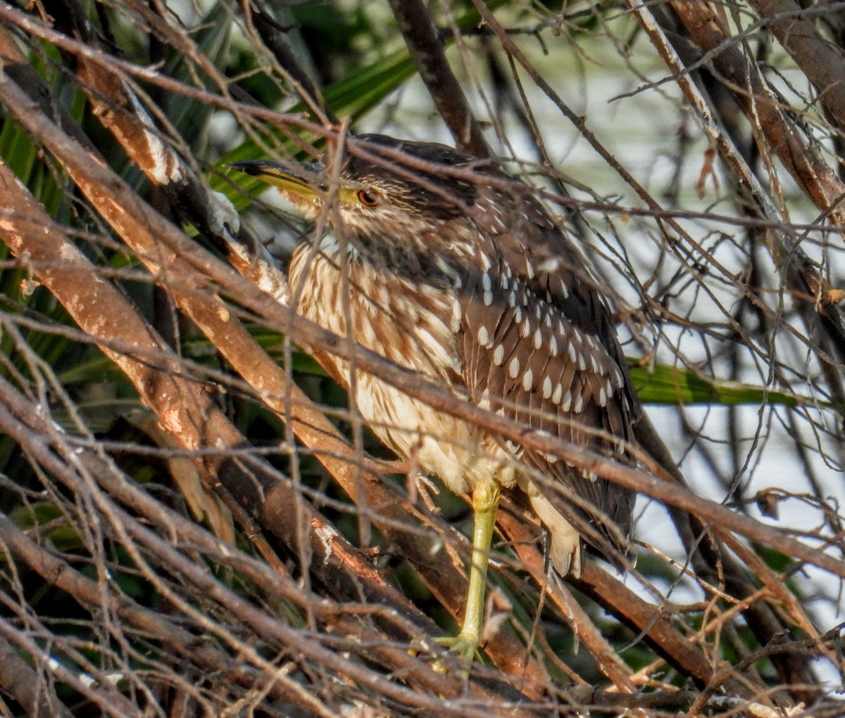 Black-crowned Night Heron - ML651117966