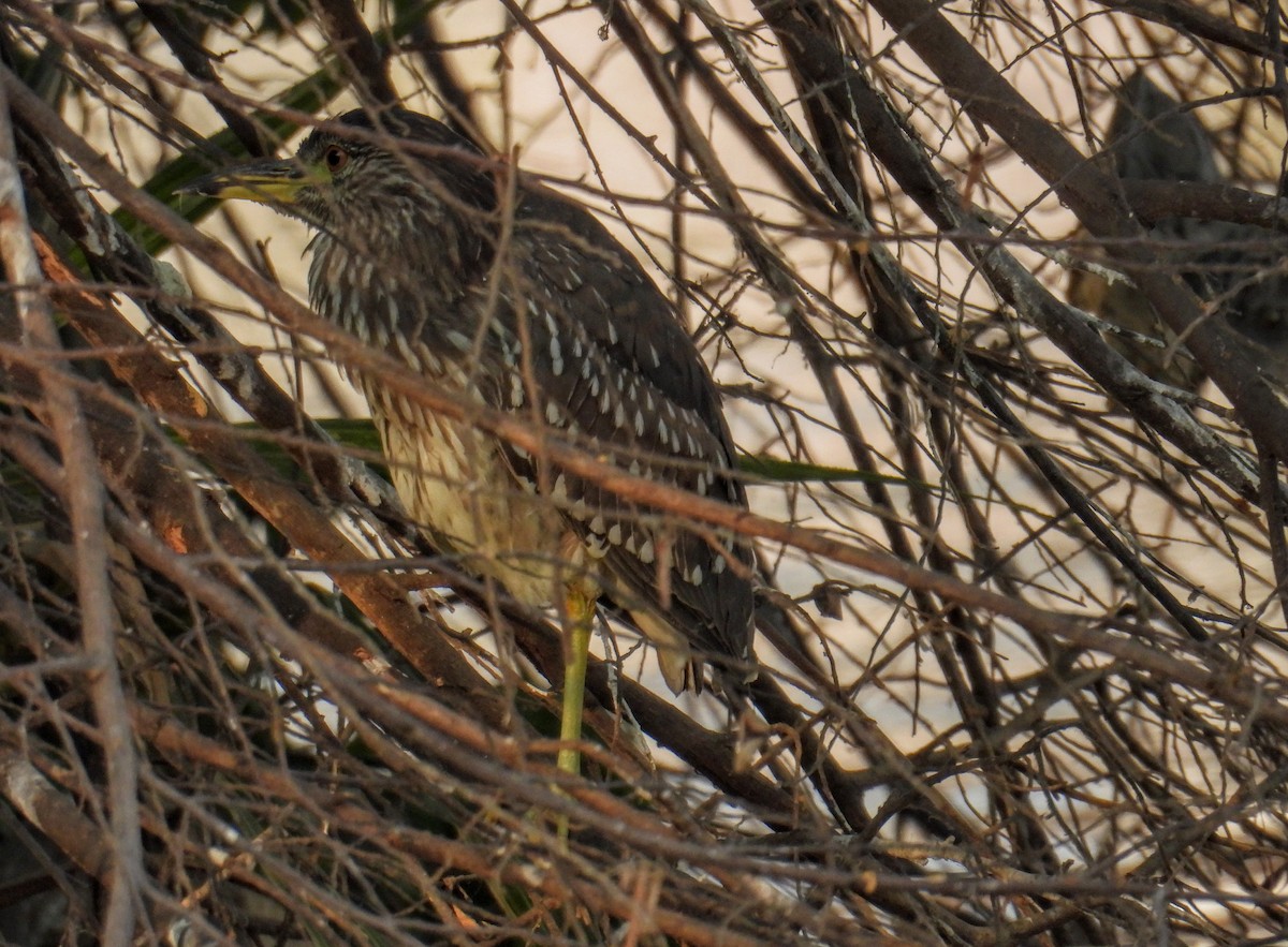 Black-crowned Night Heron - ML651117967