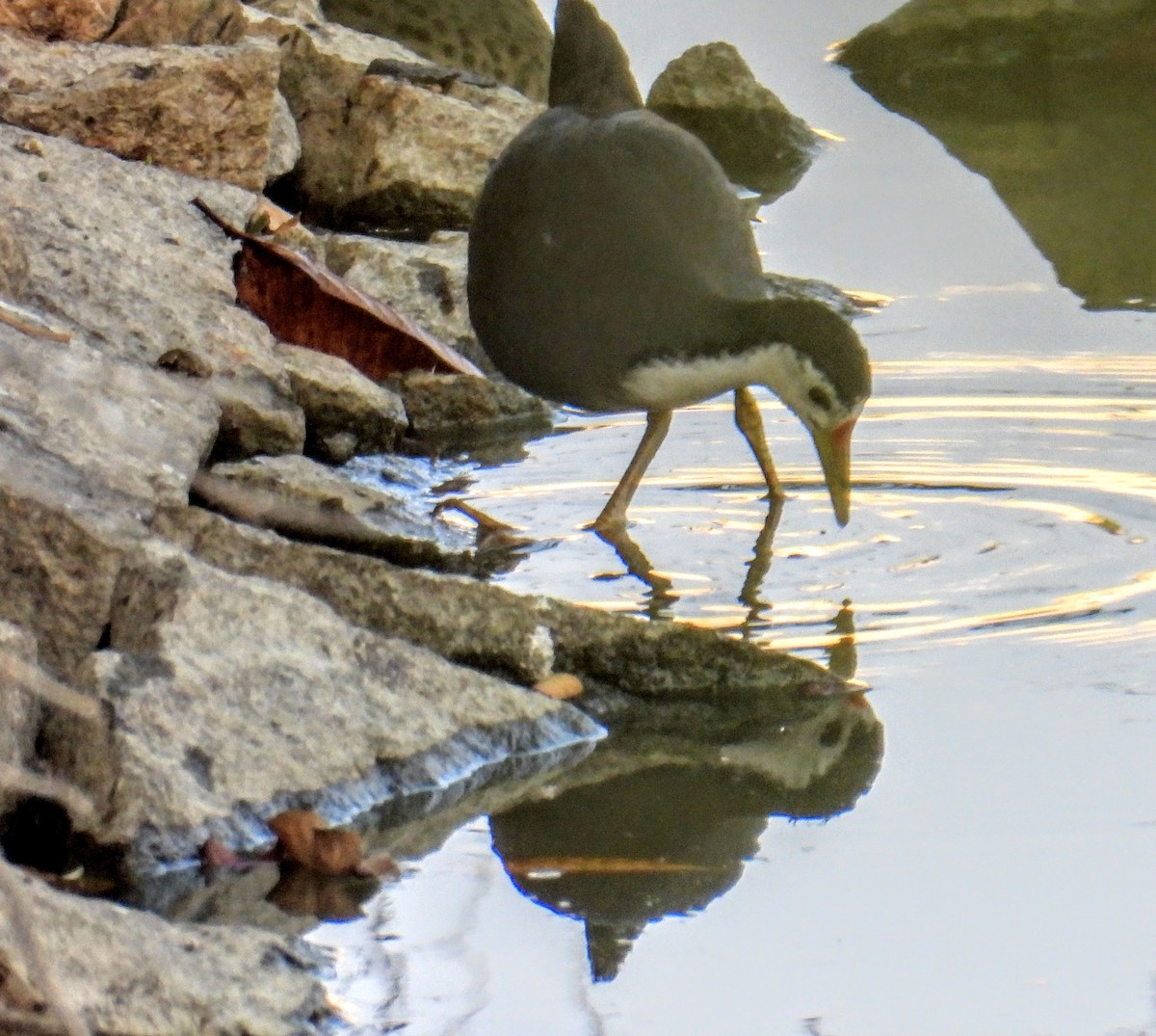 White-breasted Waterhen - ML651117970