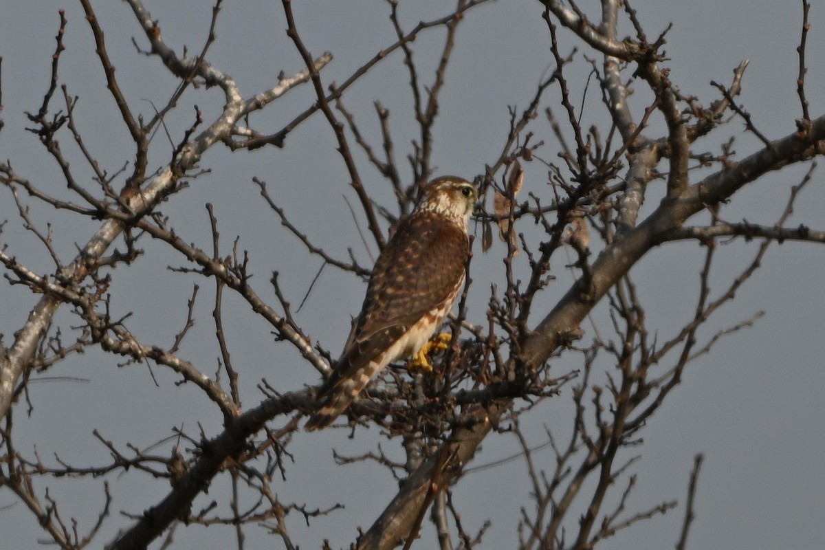 Merlin - ML651117973