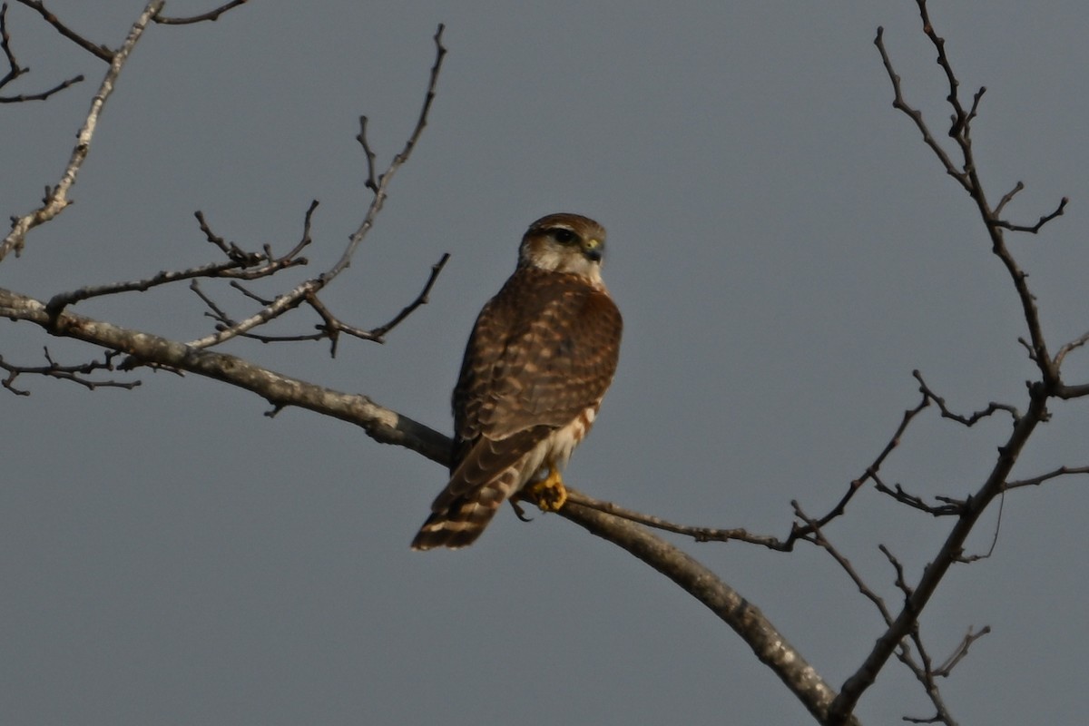 Merlin - ML651117974