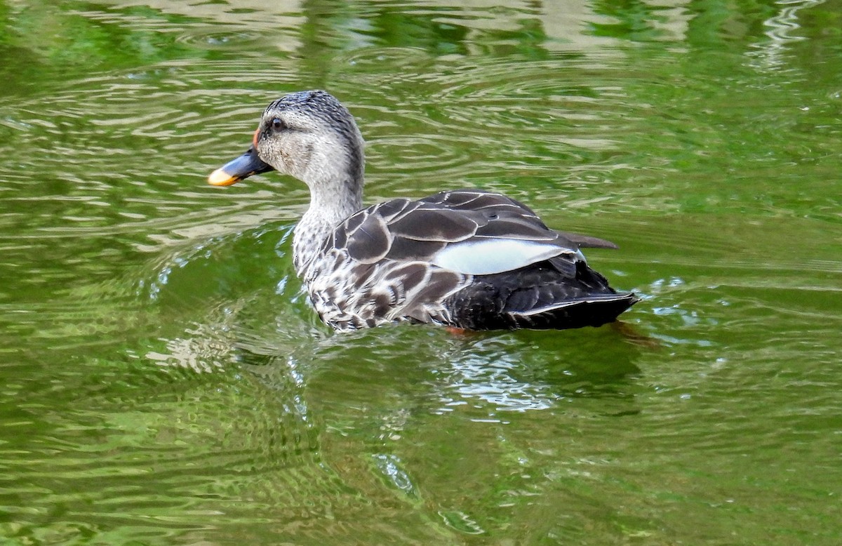 Indian Spot-billed Duck - ML651117975