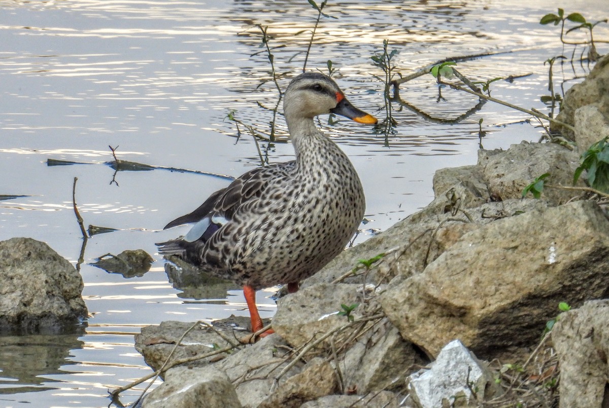 Indian Spot-billed Duck - ML651117976