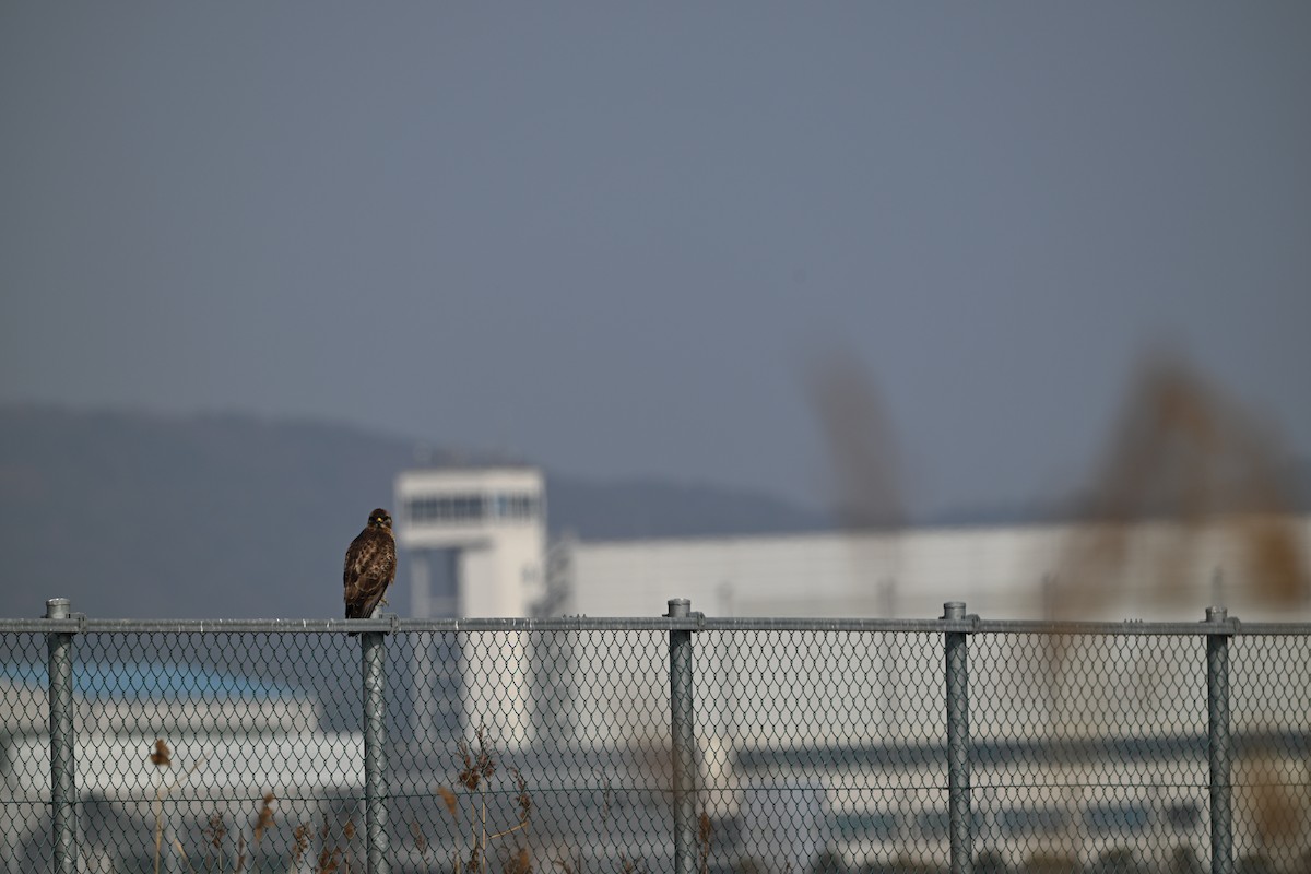 Eastern Buzzard - ML651117978