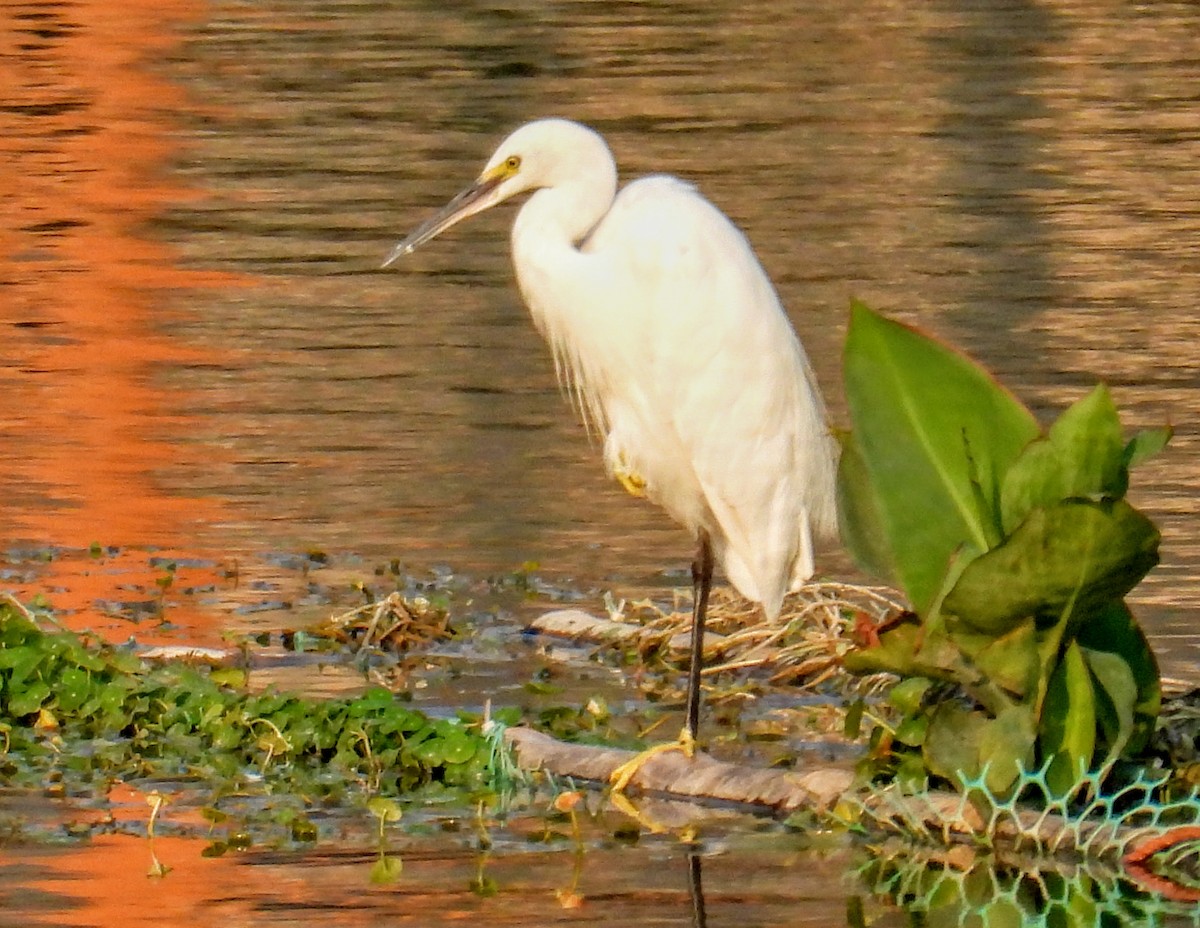 Medium Egret - ML651117982
