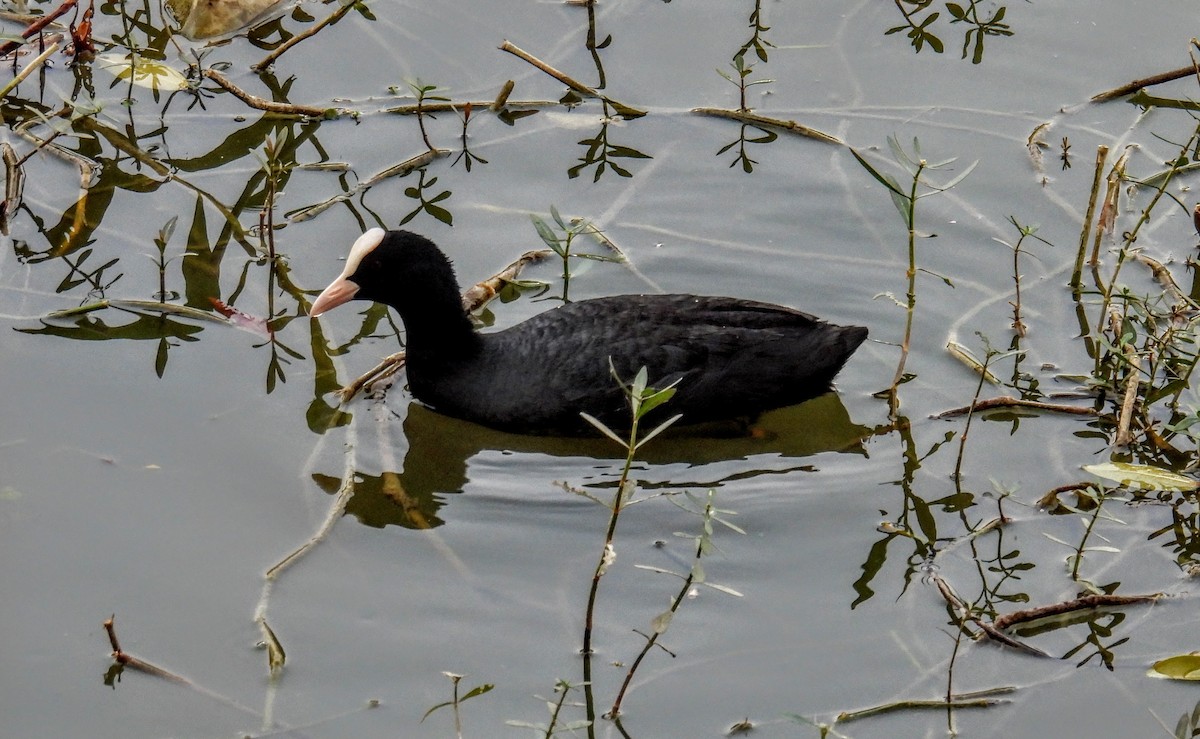 Eurasian Coot - ML651117989