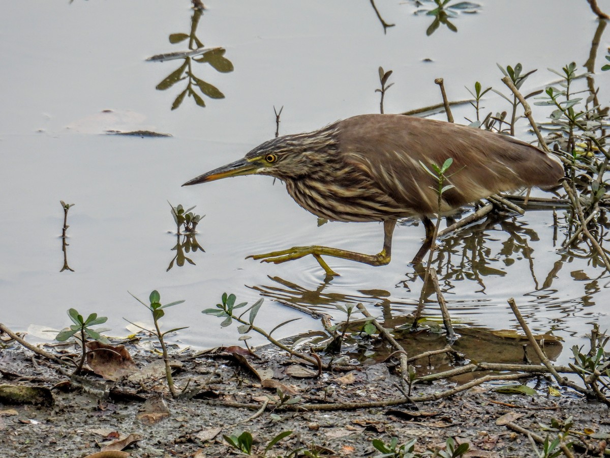 Indian Pond-Heron - ML651117994