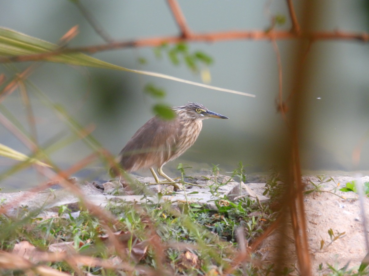Indian Pond-Heron - ML651117995