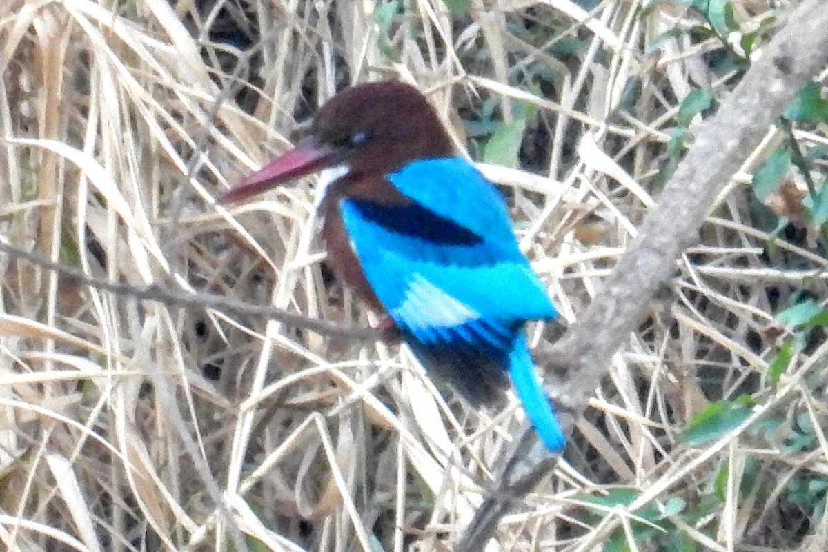 White-throated Kingfisher - ML651118002