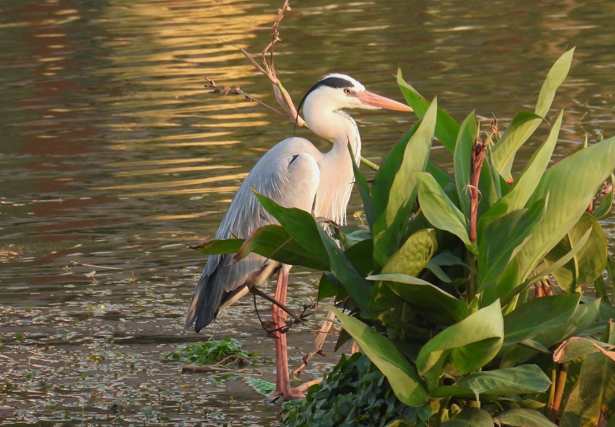 Gray Heron - ML651118021